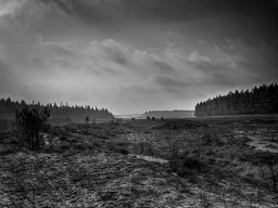 IMGP9766-Afbraendt hede